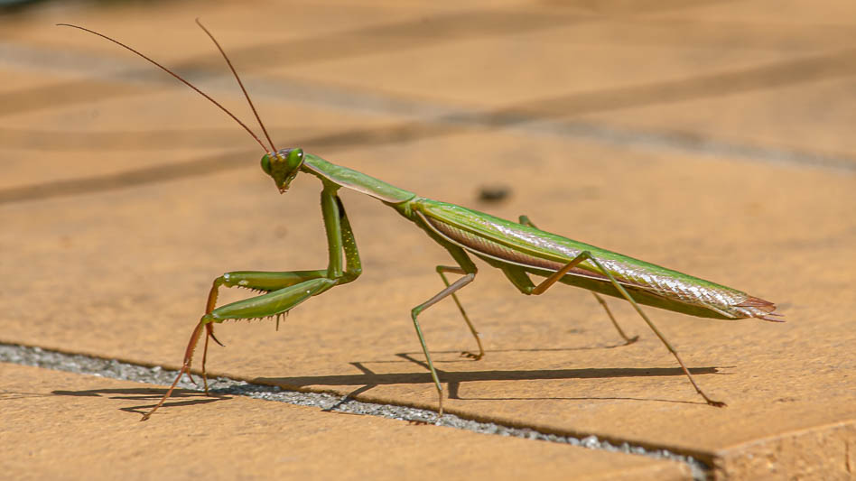 Mantis religiosa-3460.jpg